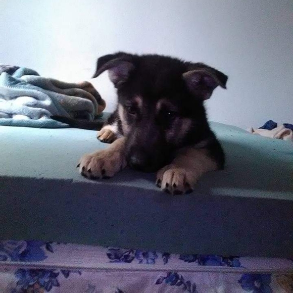 Meet your Posher, Sadie - Picture 3 of 6